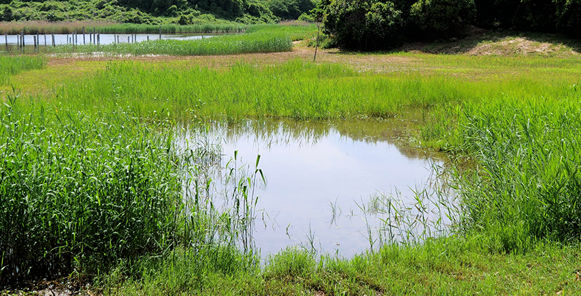 沼・ため池